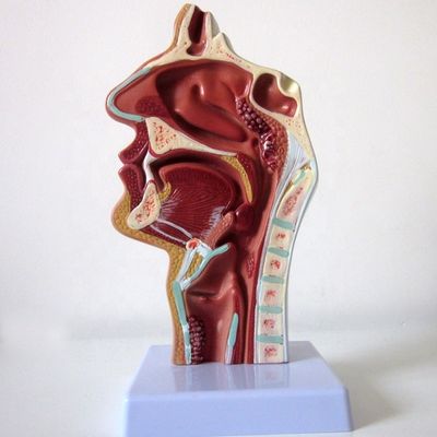 Modello del sistema respiratorio ad alto livello Cavità nasale Cavità orale Patologia della gola e della faringe
