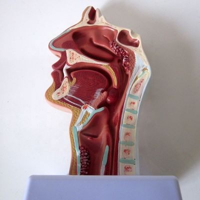 Modello del sistema respiratorio ad alto livello Cavità nasale Cavità orale Patologia della gola e della faringe