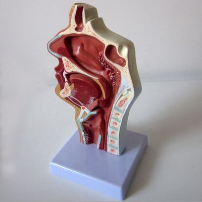 Modello del sistema respiratorio ad alto livello Cavità nasale Cavità orale Patologia della gola e della faringe