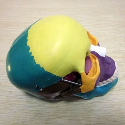 Modello di scheletro di dimensioni di vita umana Modello di ossa Modello di cranio cerebrale per studi medici