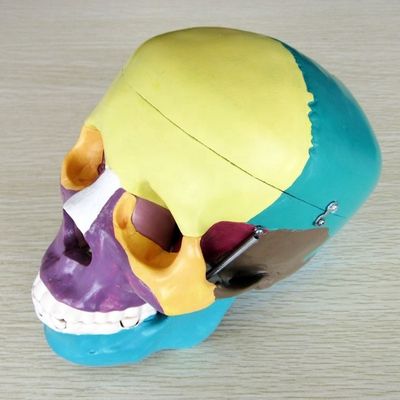 Modello di scheletro di dimensioni di vita umana Modello di ossa Modello di cranio cerebrale per studi medici