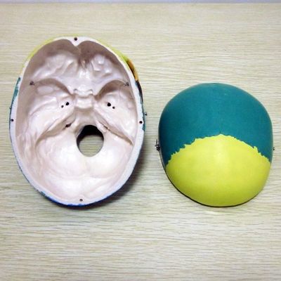 Modello di scheletro di dimensioni di vita umana Modello di ossa Modello di cranio cerebrale per studi medici
