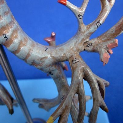Vivido albero bronchiale anatomico modello 26 posizioni segnate anatomia della trachea per la scienza medica
