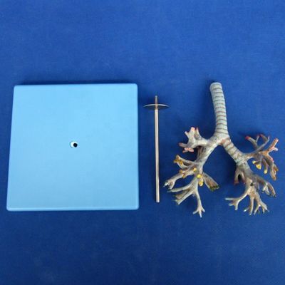 Vivido albero bronchiale anatomico modello 26 posizioni segnate anatomia della trachea per la scienza medica
