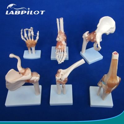 Modelli ossei articolari umani dettagliati per l'educazione Spalla gomito anca ginocchio Mano e Foo