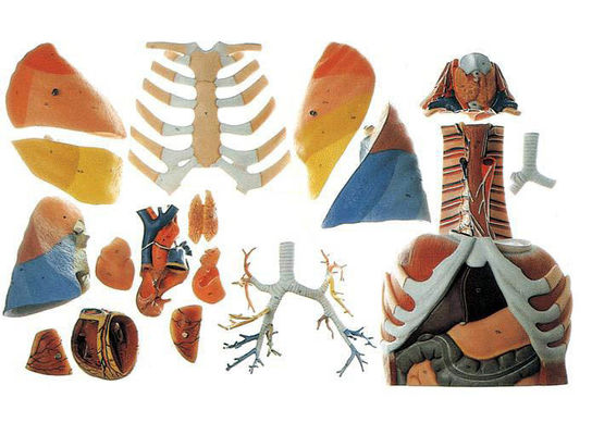 Scienze mediche Modello di dimostrazione anatomica della cavità toracica e degli organi toracicici umani