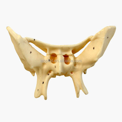 Amplified Alar Bone Sfenoide Bone Strutture anatomiche dettagliate Modello per studi medici