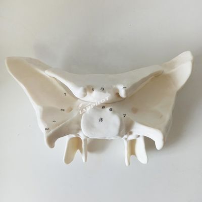 Amplified Alar Bone Sfenoide Bone Strutture anatomiche dettagliate Modello per studi medici