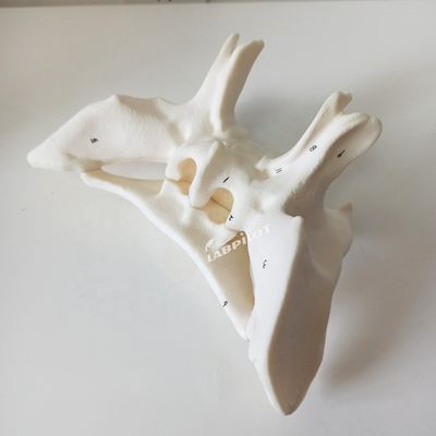 Amplified Alar Bone Sfenoide Bone Strutture anatomiche dettagliate Modello per studi medici