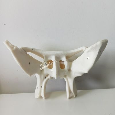 Amplified Alar Bone Sfenoide Bone Strutture anatomiche dettagliate Modello per studi medici