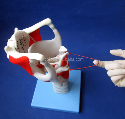 Modello di struttura e funzione della laringe avanzata per dimostrazione medica