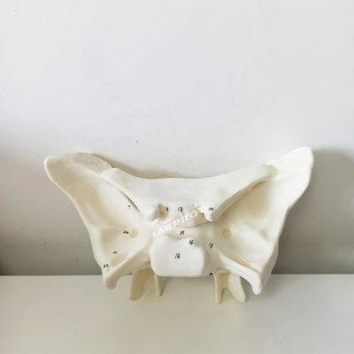 Amplified Alar Bone Sfenoide Bone Strutture anatomiche dettagliate Modello per studi medici