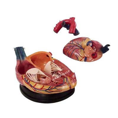Modello di cuore anatomico di dimensioni umane ideale per insegnamento e dimostrazione