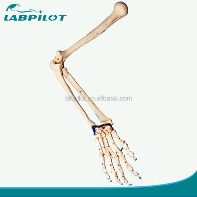 Modello di dimostrazione anatomica dell'estremo superiore per professionisti medici e studenti