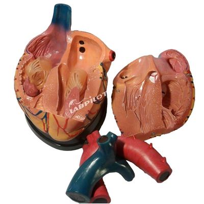 Modello di cuore anatomico di dimensioni umane ideale per insegnamento e dimostrazione