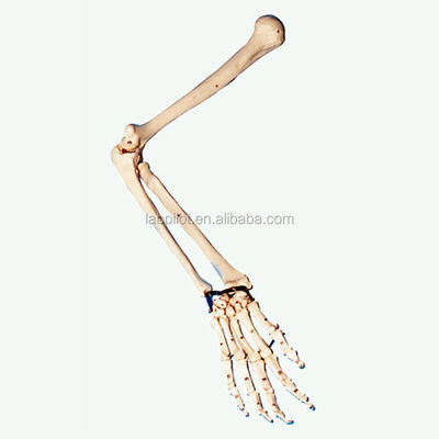 Modello di dimostrazione anatomica dell'estremo superiore per professionisti medici e studenti
