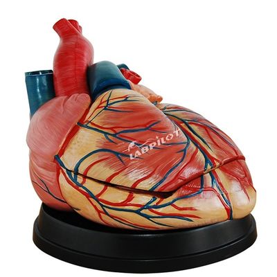 Modello di cuore anatomico di dimensioni umane ideale per insegnamento e dimostrazione