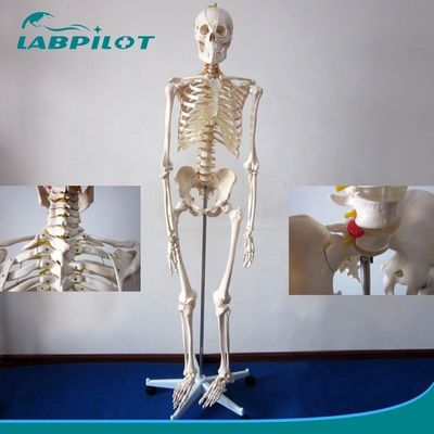 Modello di scheletro articolare flessibile da 180 cm per la dimostrazione anatomica nella scienza medica