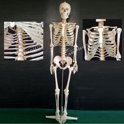 Modello di scheletro articolare flessibile da 180 cm per la dimostrazione anatomica nella scienza medica