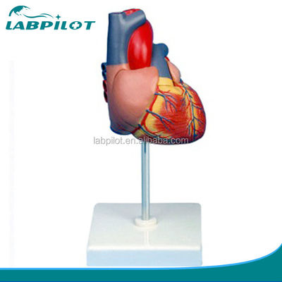 Modello 3D del cuore adulto ingrandito per l'educazione all'anatomia e alla fisiologia