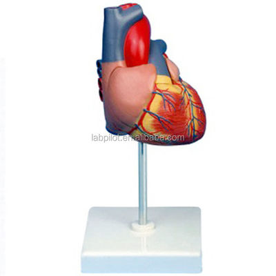 Modello 3D del cuore adulto ingrandito per l'educazione all'anatomia e alla fisiologia