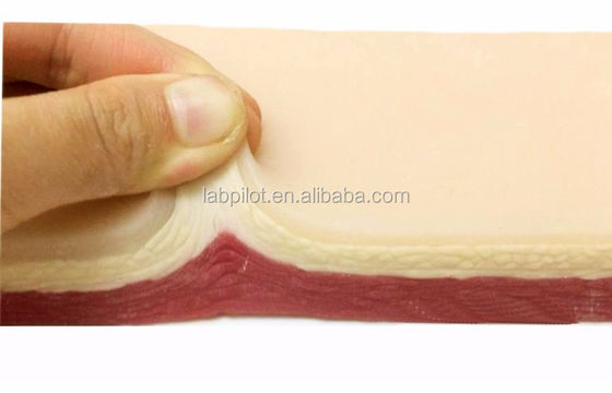 Dimensione vitale Cirurgia pratico di sutura Simulazione della pelle Kit didattico di taglio incisione