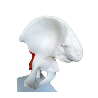 Strutture anatomiche dettagliate Insegnamento medico Modello dell'articolazione dell'anca con legamento artificiale Osso umano