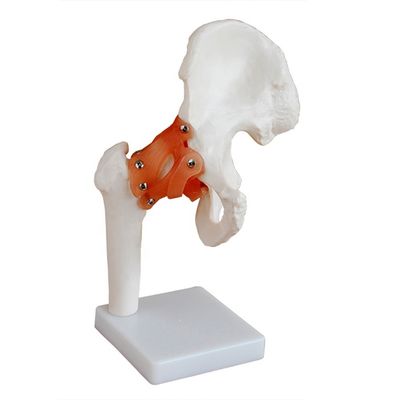 Strutture anatomiche dettagliate Insegnamento medico Modello dell'articolazione dell'anca con legamento artificiale Osso umano