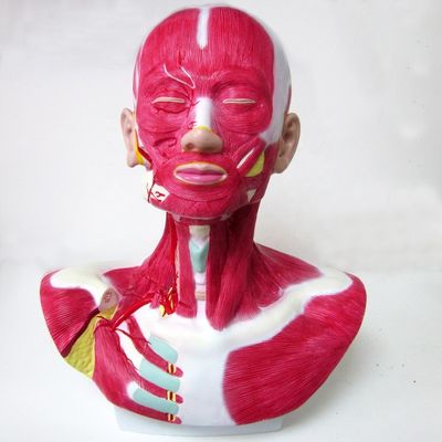 Dimensione della vita umana Capo faccia collo Anatomia e modello di distribuzione dell'arteria carotide esterna