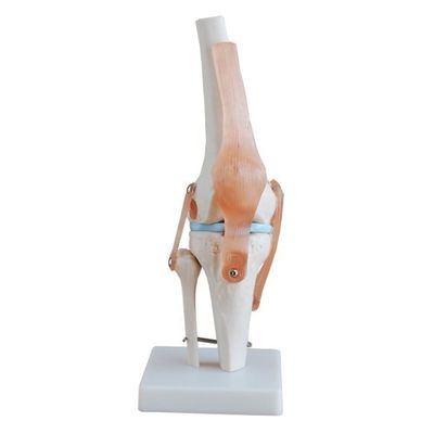 Modello professionale dell'articolazione del ginocchio in PVC avanzato per l'educazione anatomica