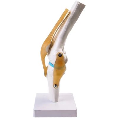 Modello professionale dell'articolazione del ginocchio in PVC avanzato per l'educazione anatomica