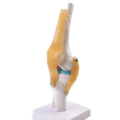 Modello professionale dell'articolazione del ginocchio in PVC avanzato per l'educazione anatomica