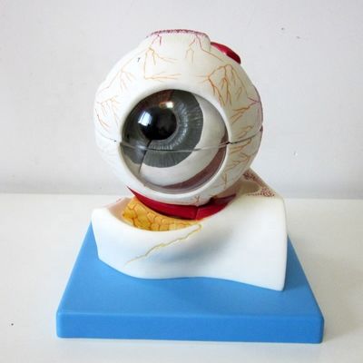 Modello scolastico del bulbo oculare Struttura anatomica dell'occhio ingrandita per ospedali e istituti educativi