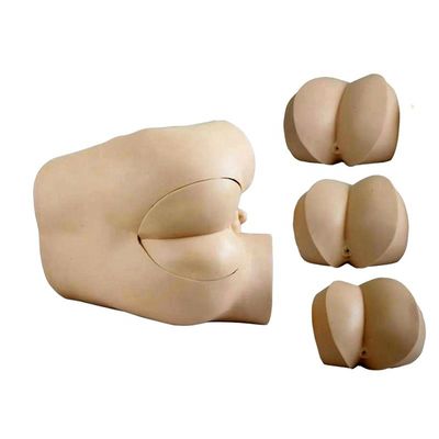 Modello di formazione per le competenze di esame rettale con costruzioni e componenti avanzati in PVC