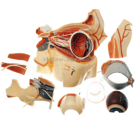 Oftalmologici Modelli anatomici Modello del globulo oculare e orbita con Deluxe 9-part Eye Model
