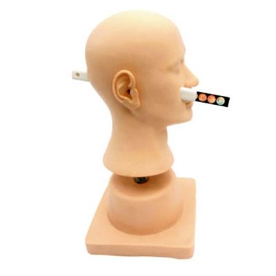 Simulatore di diagnostica dell'orecchio in plastica in PVC avanzato per attrezzatura di dimostrazione in otorinolaringologia