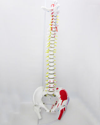 Modello della colonna vertebrale con pelvis e muscoli di dimensioni umane Modello muscolo-scheletrico in PVC avanzato