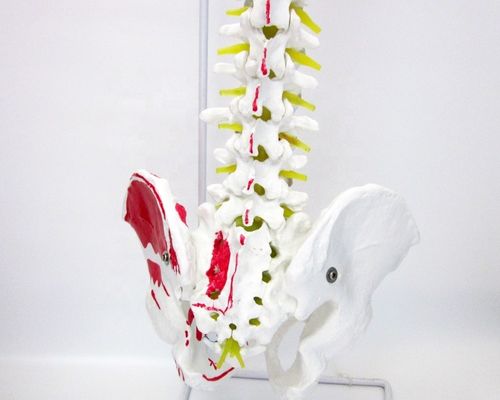 Modello della colonna vertebrale con pelvis e muscoli di dimensioni umane Modello muscolo-scheletrico in PVC avanzato