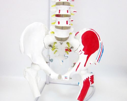 Modello della colonna vertebrale con pelvis e muscoli di dimensioni umane Modello muscolo-scheletrico in PVC avanzato