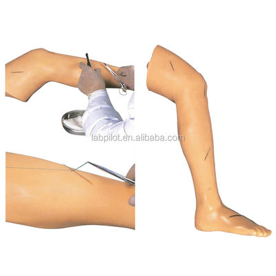 Modello di formazione in chirurgia medica Modello di gamba vivida per la dimostrazione di strumenti chirurgici