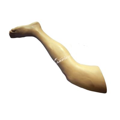 Modello di formazione in chirurgia medica Modello di gamba vivida per la dimostrazione di strumenti chirurgici