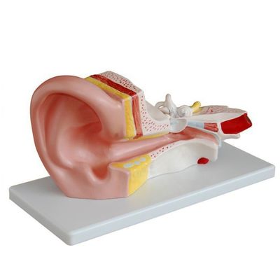 Modello dell'orecchio medio per otologia Modelli anatomici Rappresentazione dettagliata dell'anatomia umana