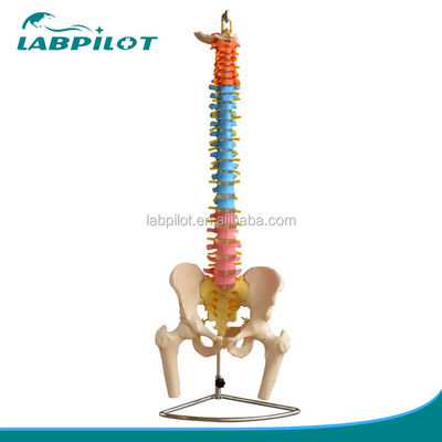 Modello di colonna vertebrale colorata con pelvico cervicale lombare e vertebre toraciche Ospedali 'deve avere