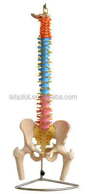 Modello di colonna vertebrale colorata con pelvico cervicale lombare e vertebre toraciche Ospedali 'deve avere