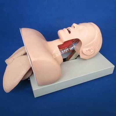 Pratica di intubazione della trachea Dimensione della vita umana Modello di addestramento per l'intubazione orale e nasale