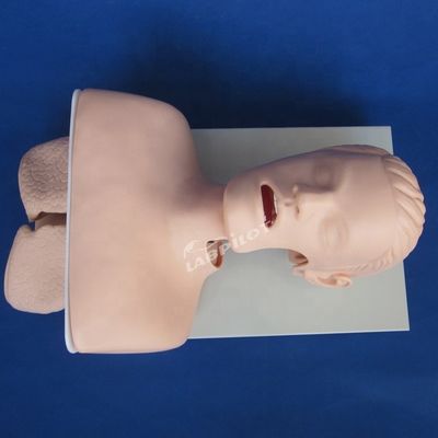 Pratica di intubazione della trachea Dimensione della vita umana Modello di addestramento per l'intubazione orale e nasale