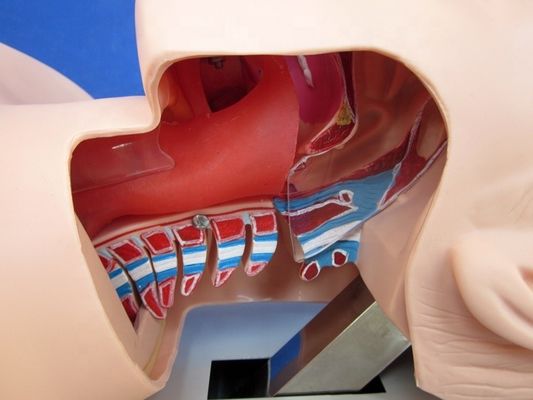 Pratica di intubazione della trachea Dimensione della vita umana Modello di addestramento per l'intubazione orale e nasale