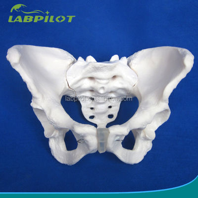 Modello avanzato di ossa dell'anca in PVC per l'insegnamento del modello pelvico femminile nelle cliniche