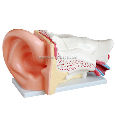 Modello dell'orecchio di dimensioni umane Dimostrazione anatomica della struttura dell'orecchio per mostre