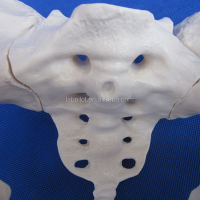 Modello avanzato di ossa dell'anca in PVC per l'insegnamento del modello pelvico femminile nelle cliniche